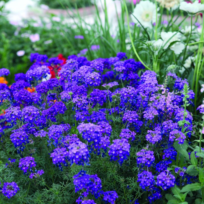 Verbene Imagination (Samen) (Hafen)