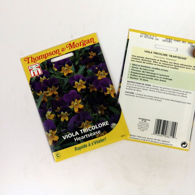 Beispiel eines Exemplars von Viola tricolor Tricolore Heartsease (Samen) - Gewöhnliches Stiefmütterchen die Tüte mit 100 Samen wie geliefert