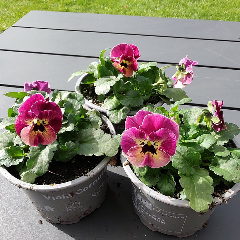 Horn-Veilchen Laeta Antique Shades (Samen) (Blüte)