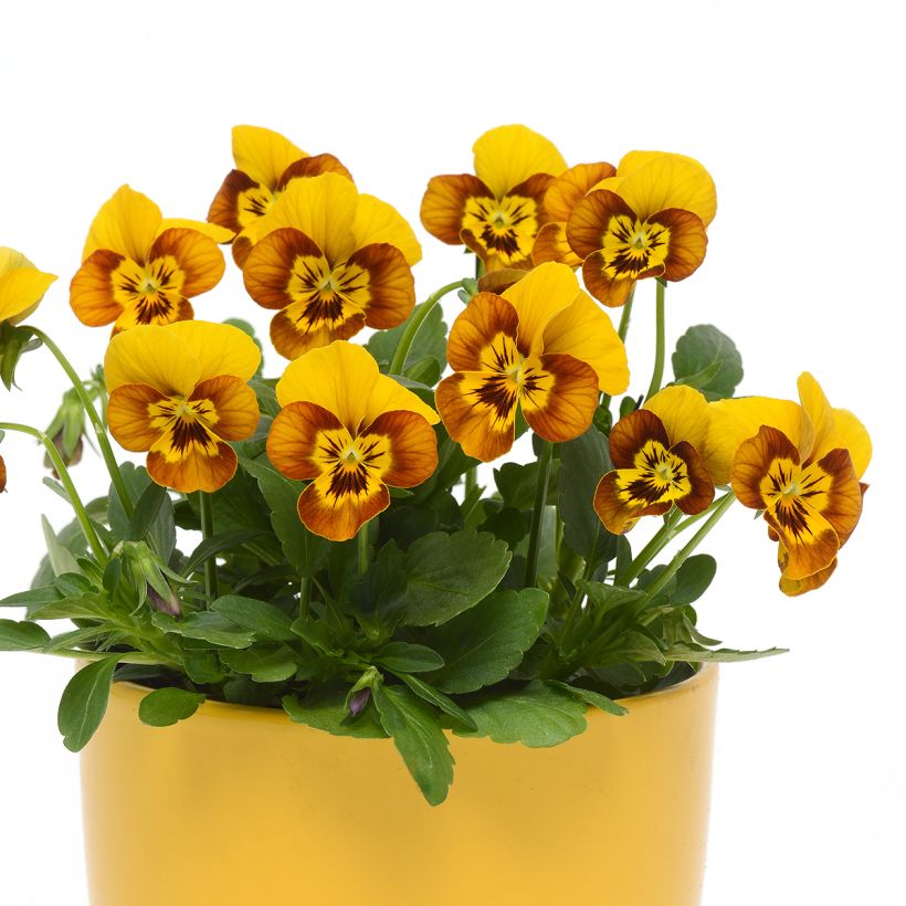 Horn-Veilchen Sorbet Honeybee (samen) (Hafen)