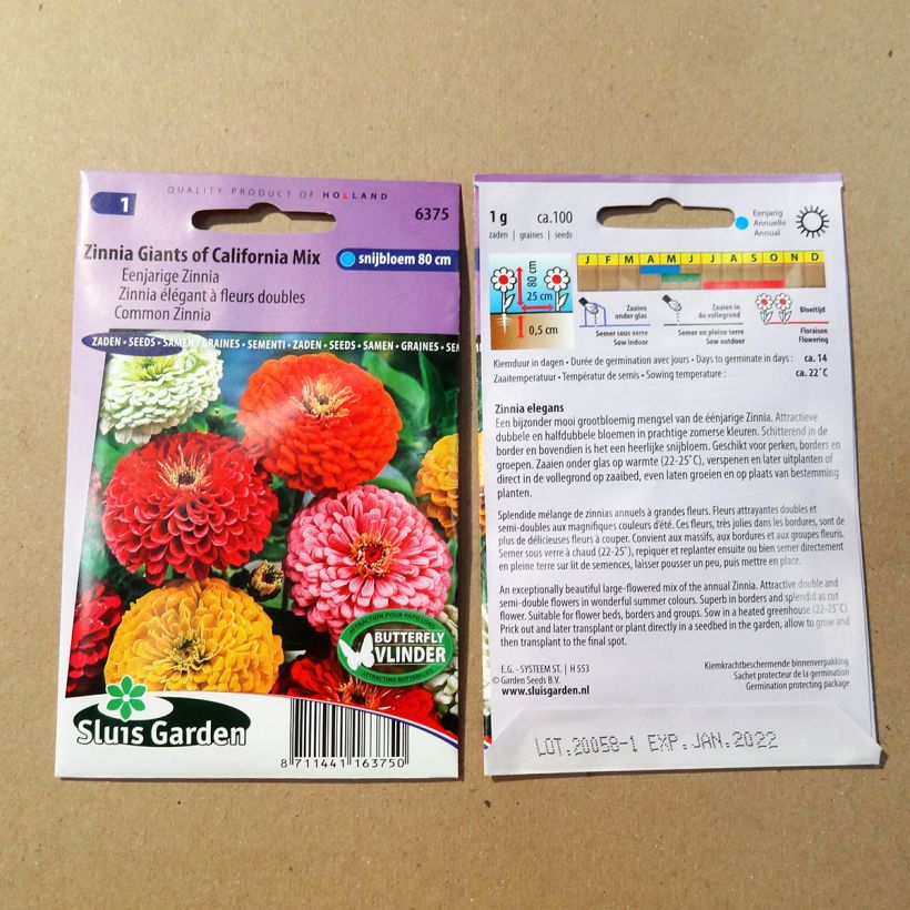 Beispiel eines Exemplars von Garten-Zinnie Giant of California Mix (Samen) die Tüte mit 100 Samen (1g) wie geliefert