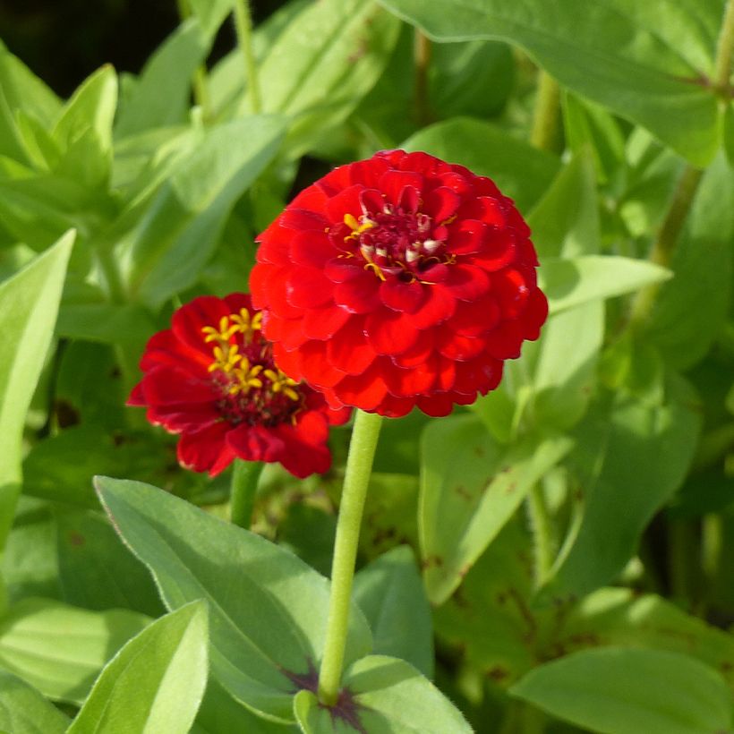 Garten-Zinnie Lilliput Scarlet Gem (Samen) (Blüte)