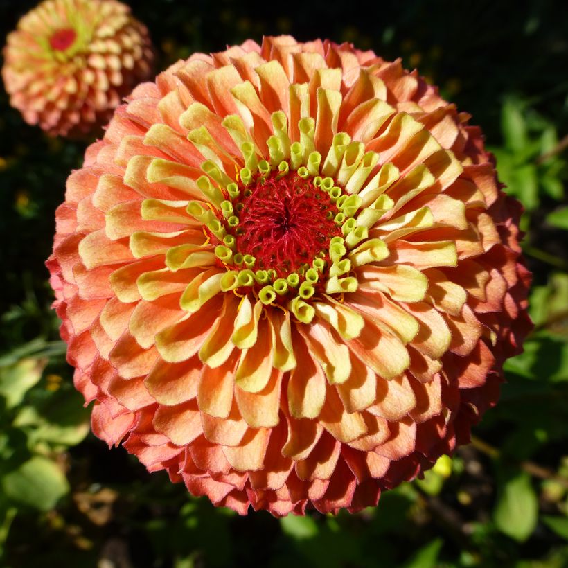 Garten-Zinnie Queen Lime Bicolors Mix (Samen) (Blüte)