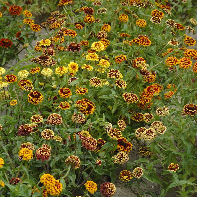 Garten-Zinnie Jazzy Mix (Samen) (Hafen)