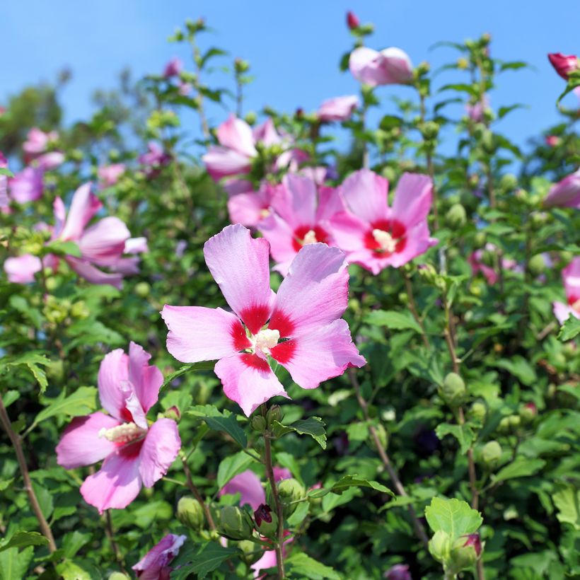 Garten-Hibiscus (Samen) - Hibiscus syriacus (Blüte)