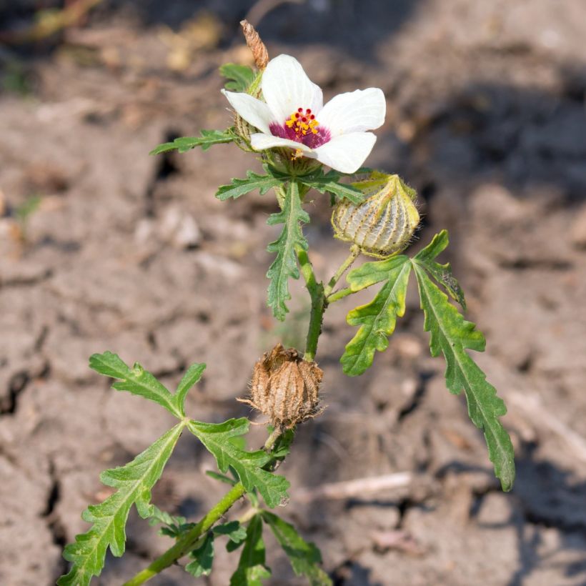 Hibiscus trionum (Samen) - Stundenblume (Hafen)