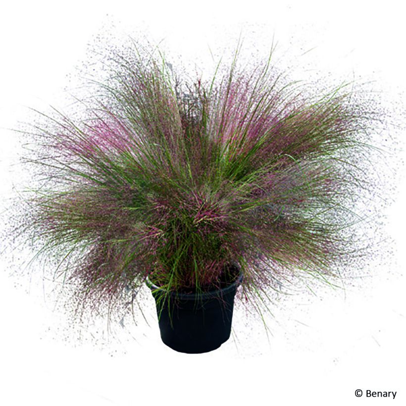 Muhlenbergia reverchonii Rosy (Samen) - Rosa Haargras (Wuchs)