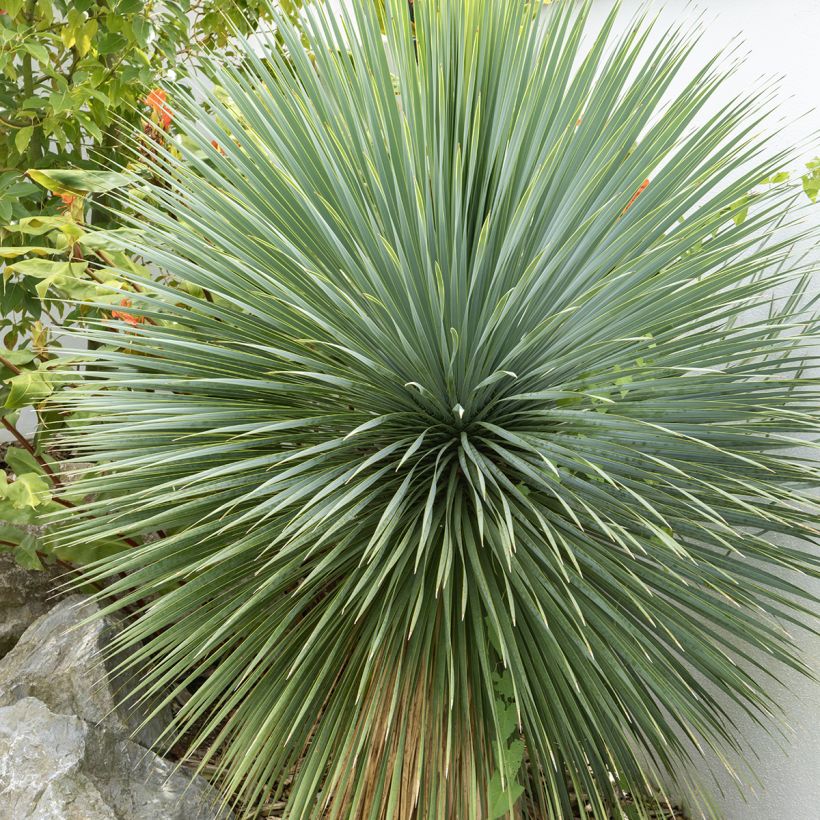 Yucca rostrata (Samen) - Schnabel-Palmlilie (Laub)