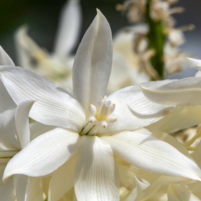 Yucca rostrata (Samen) - Schnabel-Palmlilie (Blüte)