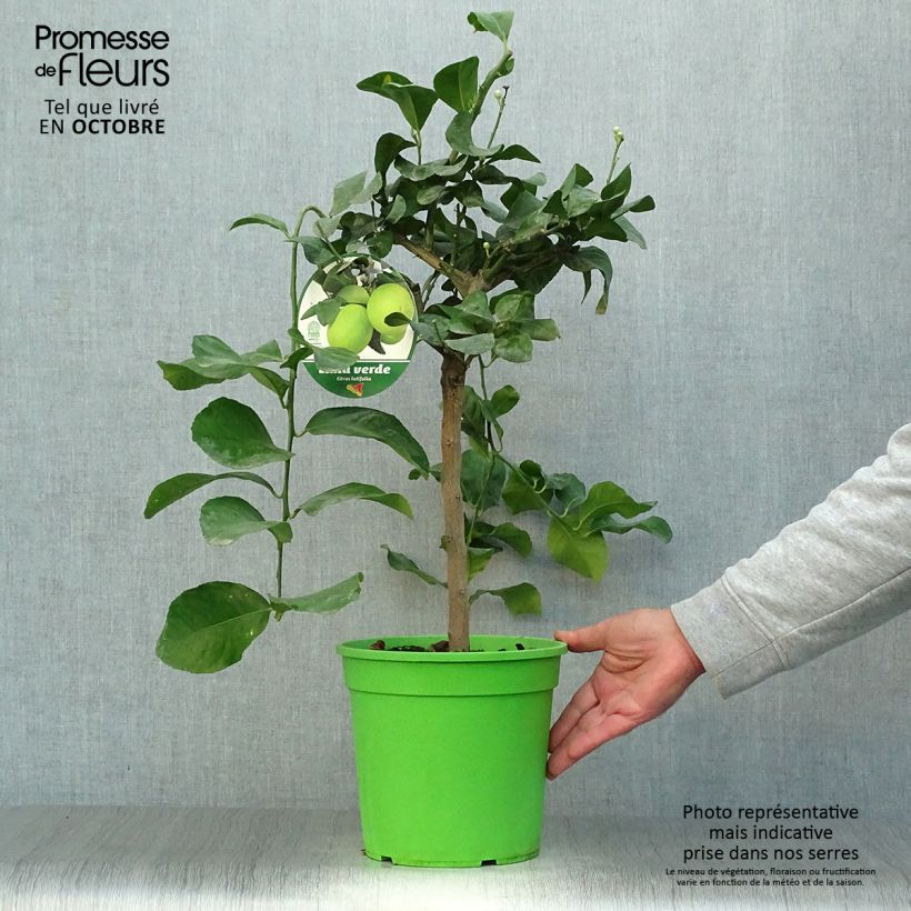 Exemplar von Hybride Zitrone - Citrus x latifolia Topf mit 4L/5L, 1/4 Stängel wie im Herbst geliefert