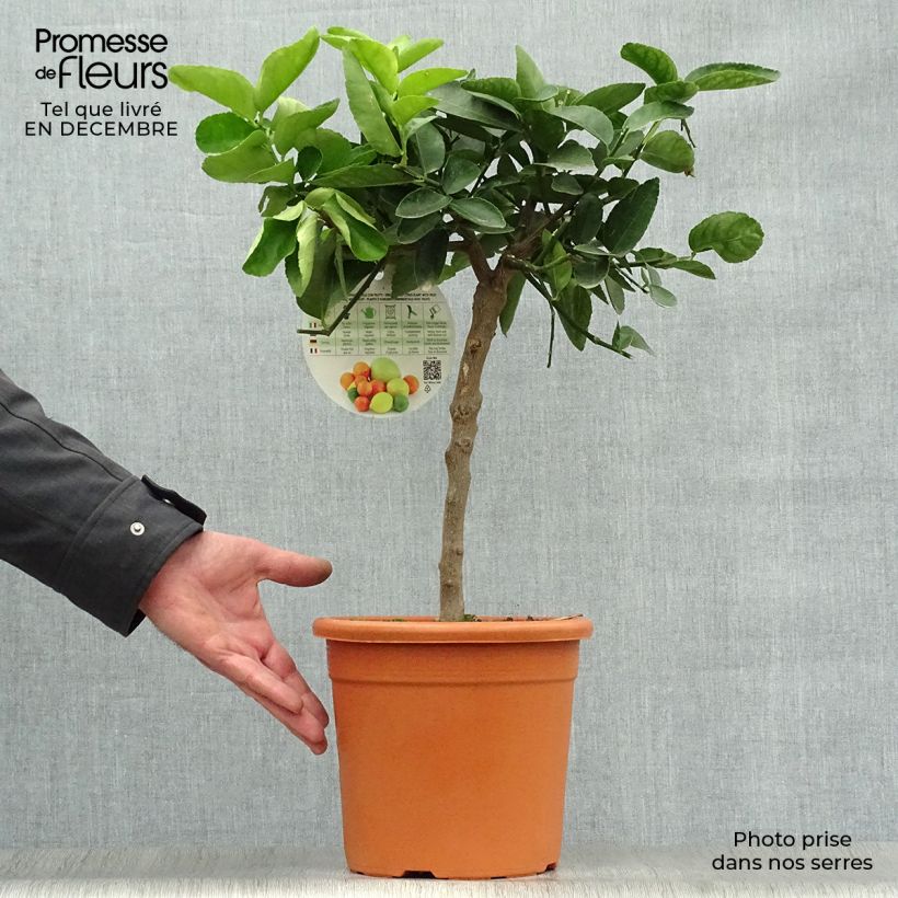 Exemplar von Hybride Zitrone - Citrus x latifolia Topf mit 4L/5L, 1/4 Stängel wie im Winter geliefert