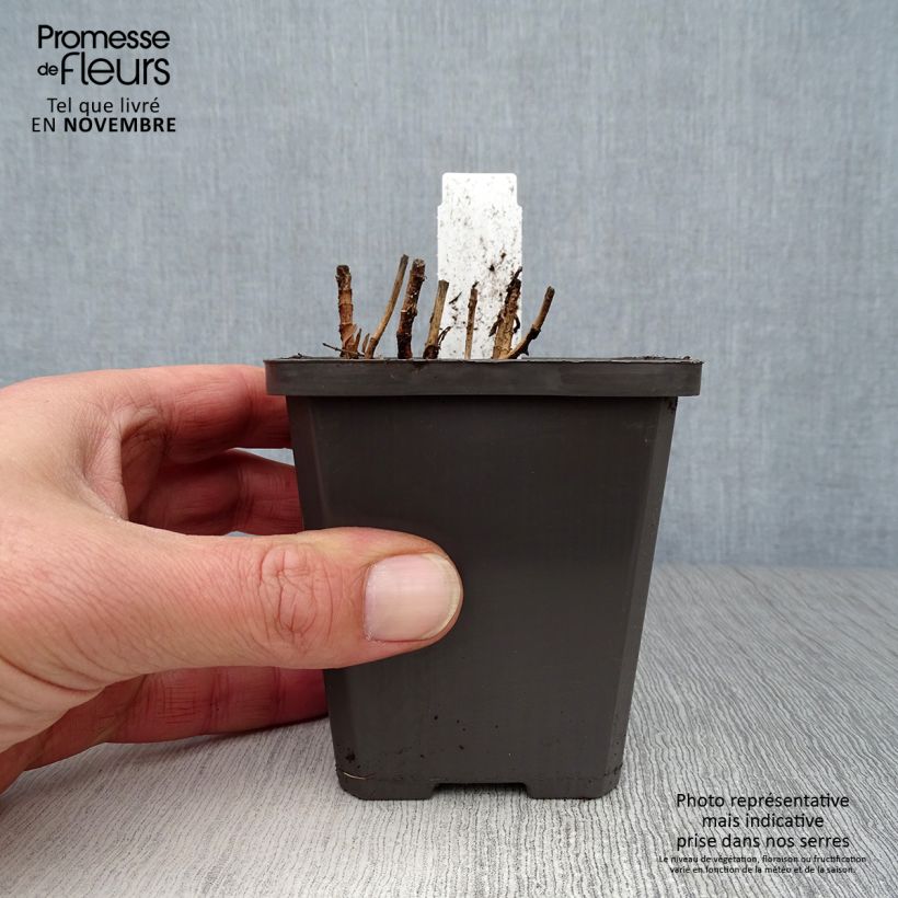 Exemplar von Gratiola officinalis - Echtes Gnadenkraut Kleine Töpfe von 8/9 cm wie im Herbst geliefert