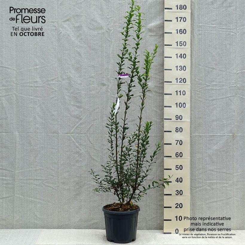 Exemplar von Punica granatum Noshi Shibari - Granatapfelbaum Topf mit 7,5L/10L, Strauch wie im Herbst geliefert