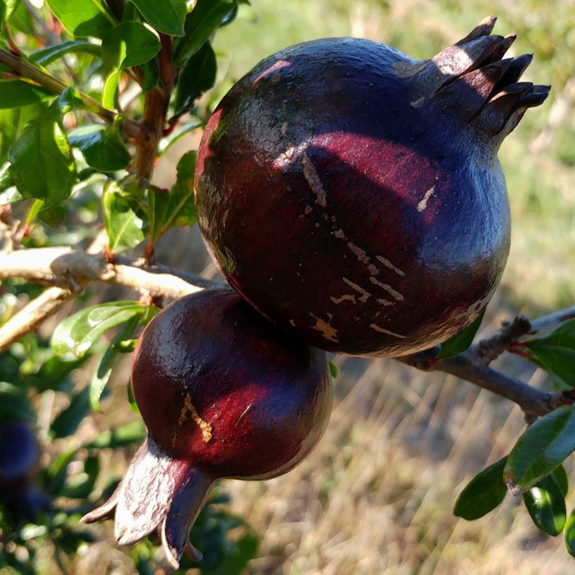 Granatapfelbaum Asmar - Punica granatum (Ernte)