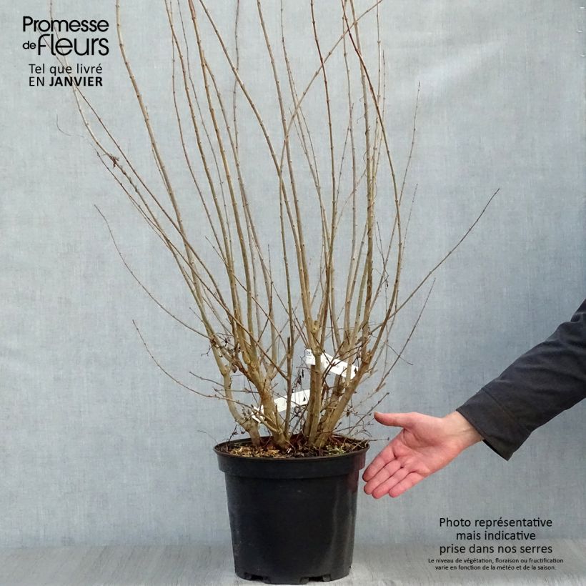 Exemplar von Granatapfelbaum Plena - Punica granatum Topf mit 7,5L/10L wie im Winter geliefert