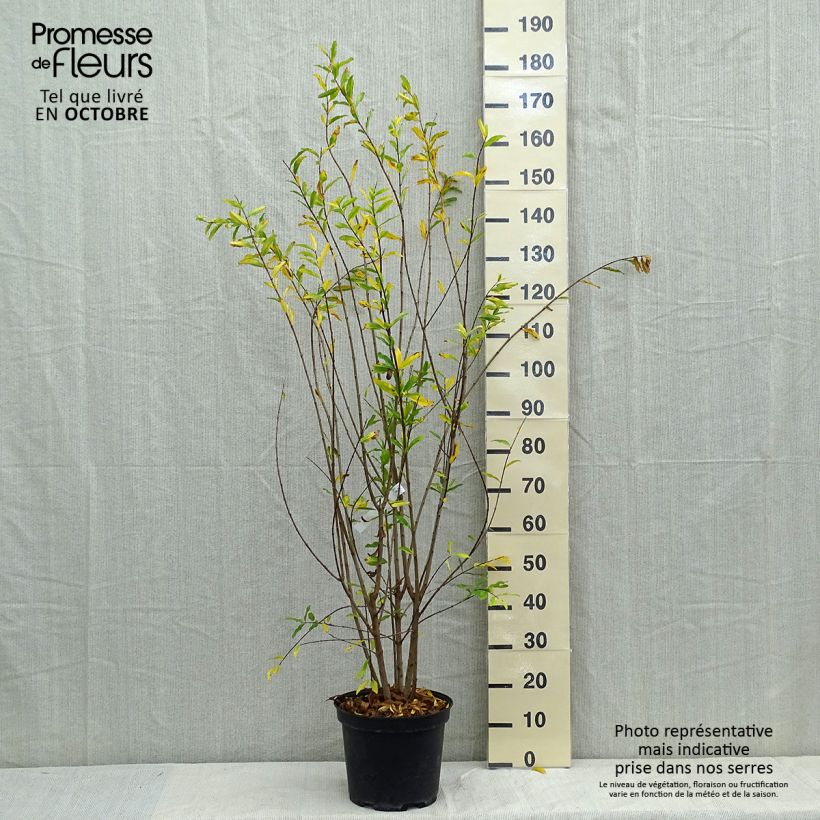 Exemplar von Granatapfelbaum Plena - Punica granatum Topf mit 7,5L/10L wie im Herbst geliefert