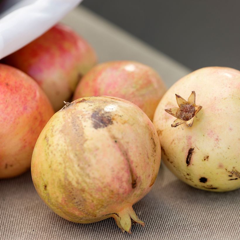 Granatapfelbaum Mollar de Elche - Punica granatum (Ernte)