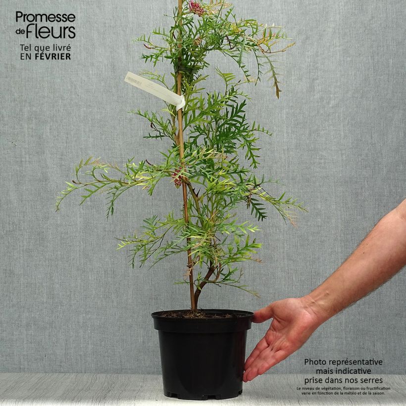 Exemplar von Grevillea Bronze Rambler - Silbereiche Topf mit 4L/5L wie im Herbst geliefert