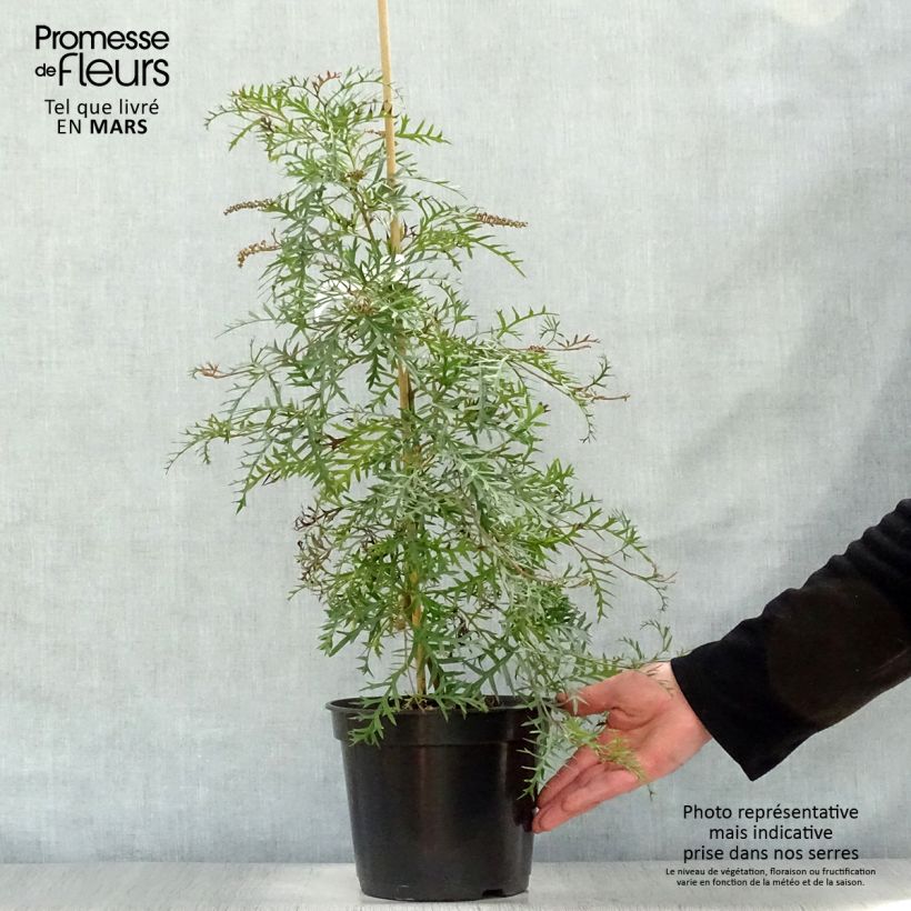 Exemplar von Grevillea Bronze Rambler - Silbereiche Topf mit 4L/5L wie im Frühjahr geliefert