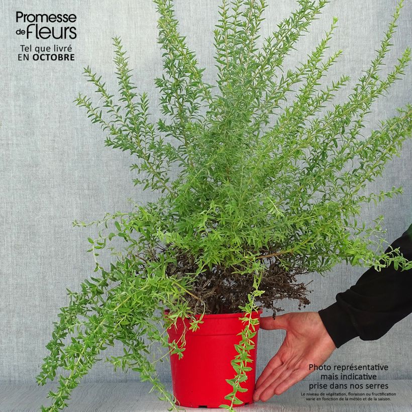 Exemplar von Grevillea Poorinda Rondeau - Silbereiche Topf mit 3L/4L wie im Herbst geliefert