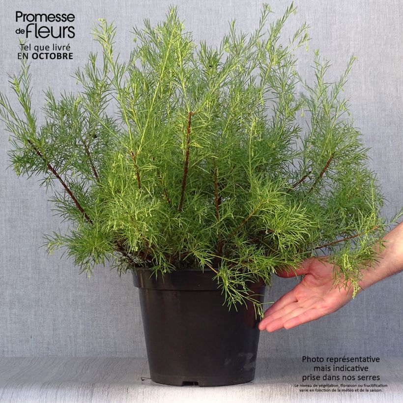 Exemplar von Grevillea gracilis Alba - Silbereiche Topf mit 7,5L/10L wie im Herbst geliefert