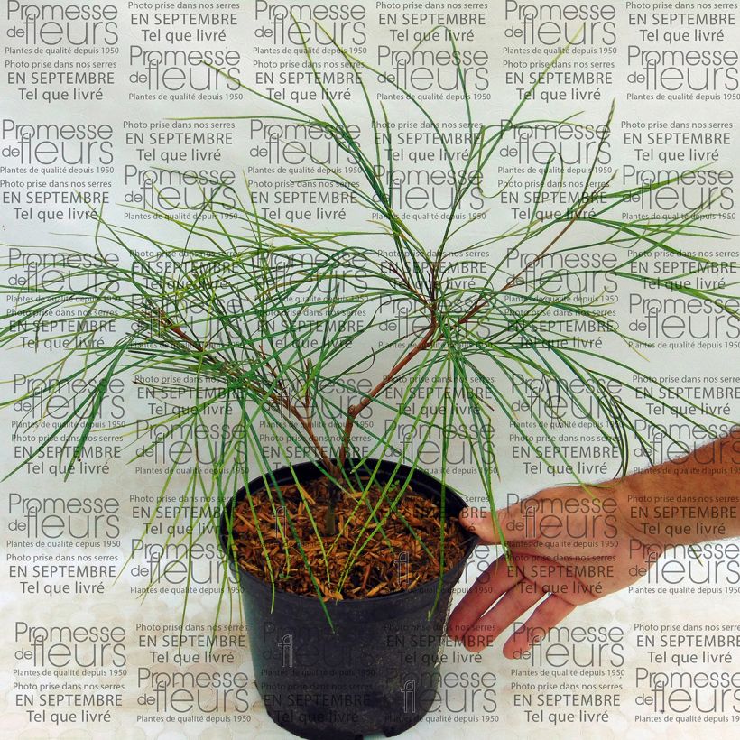 Beispiel eines Exemplars von Grevillea johnsonii - Silbereiche Topf mit 2L/3L wie geliefert