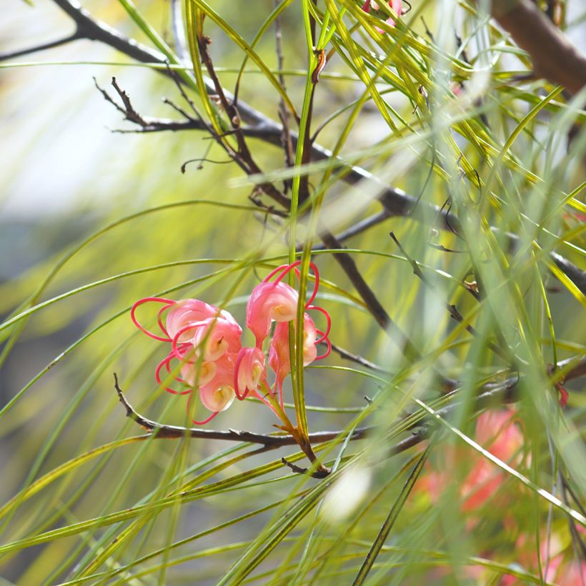 Grevillea johnsonii - Silbereiche (Laub)
