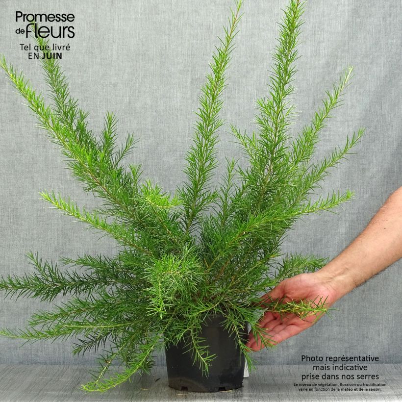 Exemplar von Grevillea Canberra Gem - Silbereiche Topf mit 2L/3L wie im Sommer geliefert