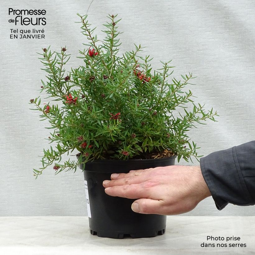 Exemplar von Grevillea juniperina New Blood - Australische Silbereiche Topf mit 2L/3L wie im Winter geliefert