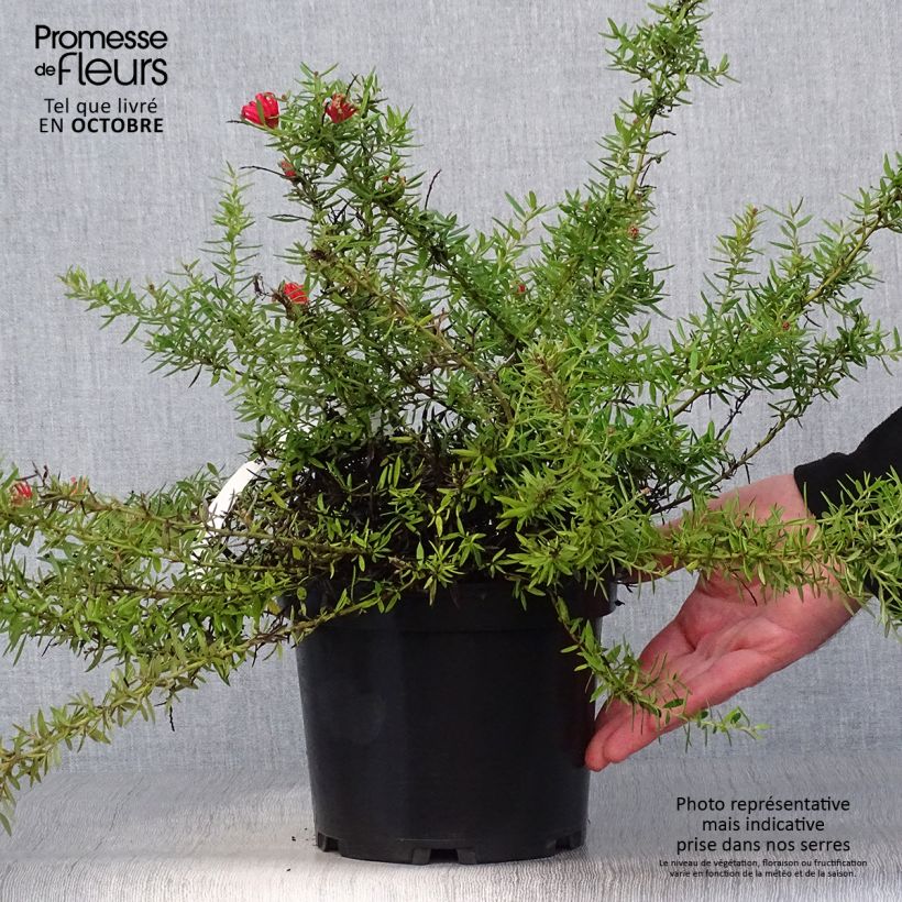 Exemplar von Grevillea juniperina New Blood - Australische Silbereiche Topf mit 2L/3L wie im Herbst geliefert