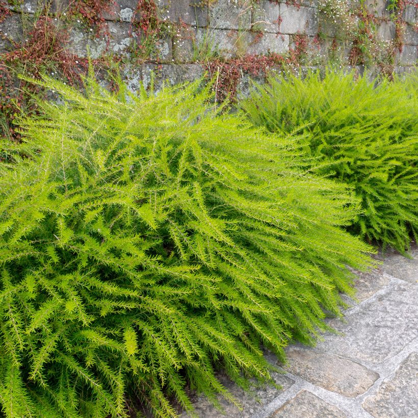 Grevillea juniperina - Australische Silbereiche (Hafen)