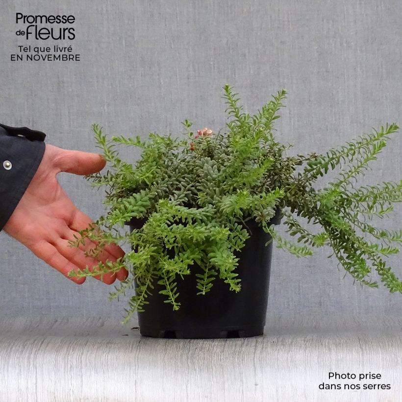 Exemplar von Grevillea lanigera Tamboritha - Australische Silbereiche Topf mit 2L/3L wie im Herbst geliefert