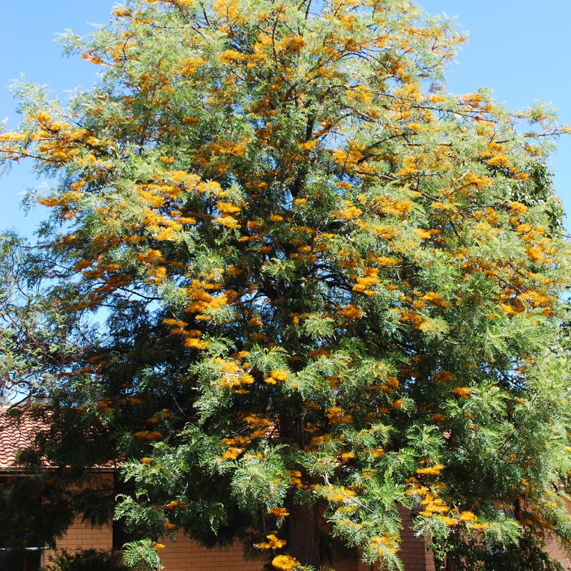 Grevillea robusta - Silbereiche (Hafen)