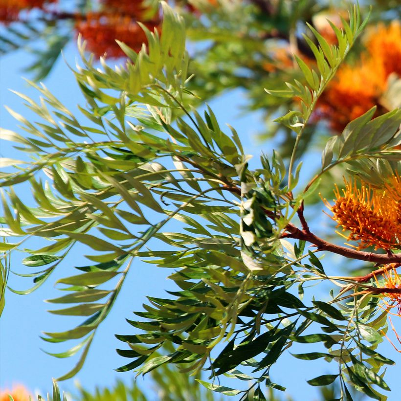 Grevillea robusta - Silbereiche (Laub)