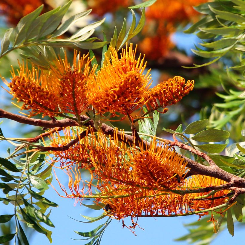 Grevillea robusta - Silbereiche (Blüte)