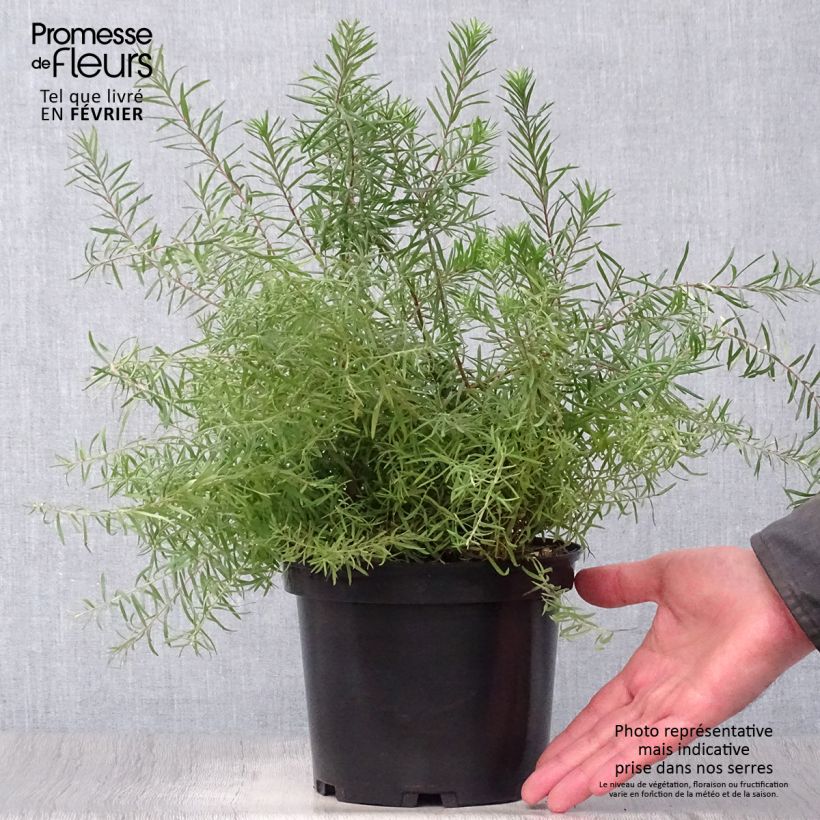 Exemplar von Grevillea rosmarinifolia Rosa Jenkinsii - Rosmarin-Silbereiche Topf mit 3L/4L wie im Winter geliefert