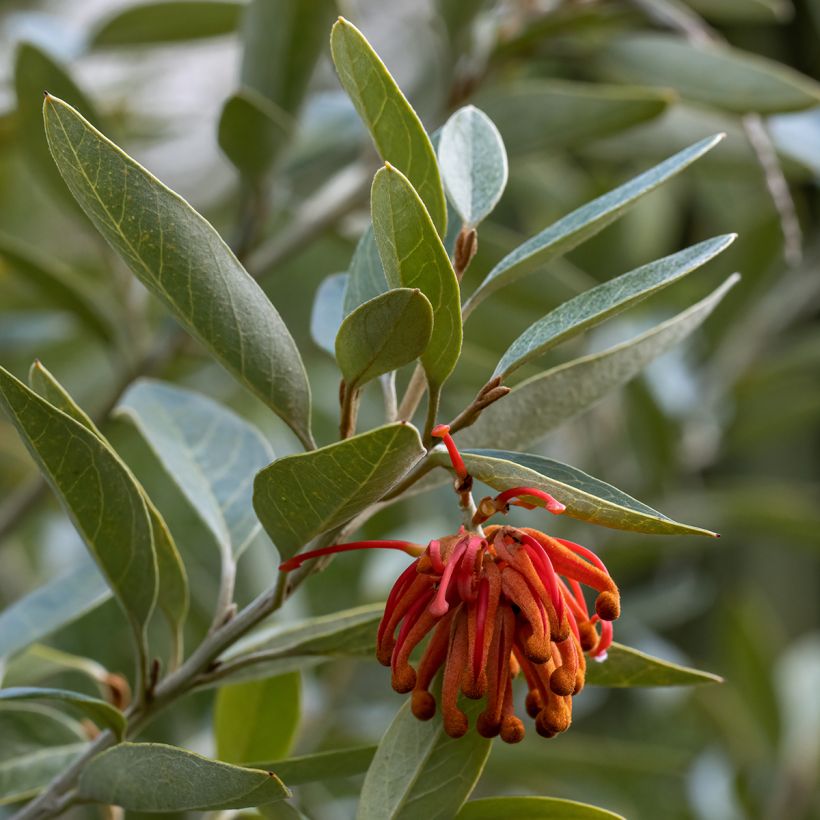 Grevillea victoriae - Silbereiche (Laub)