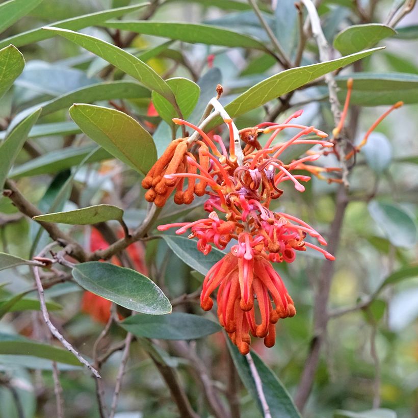 Grevillea victoriae - Silbereiche (Blüte)