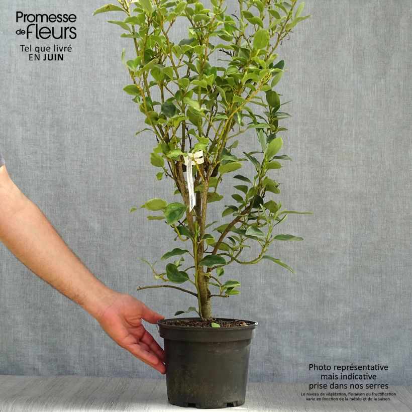 Exemplar von Griseline Bantry Bay - Griselinia littoralis Topf mit 3L/4L wie im Sommer geliefert