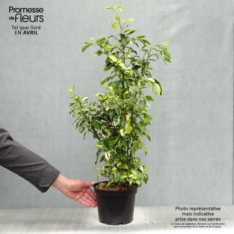 Exemplar von Griseline Bantry Bay - Griselinia littoralis Topf mit 3L/4L wie im Frühjahr geliefert