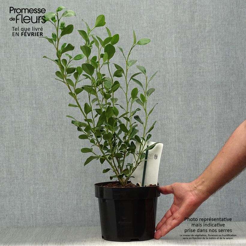 Exemplar von Griseline Green Horizon - Griselinia littoralis Topf mit 2L/3L wie im Herbst geliefert