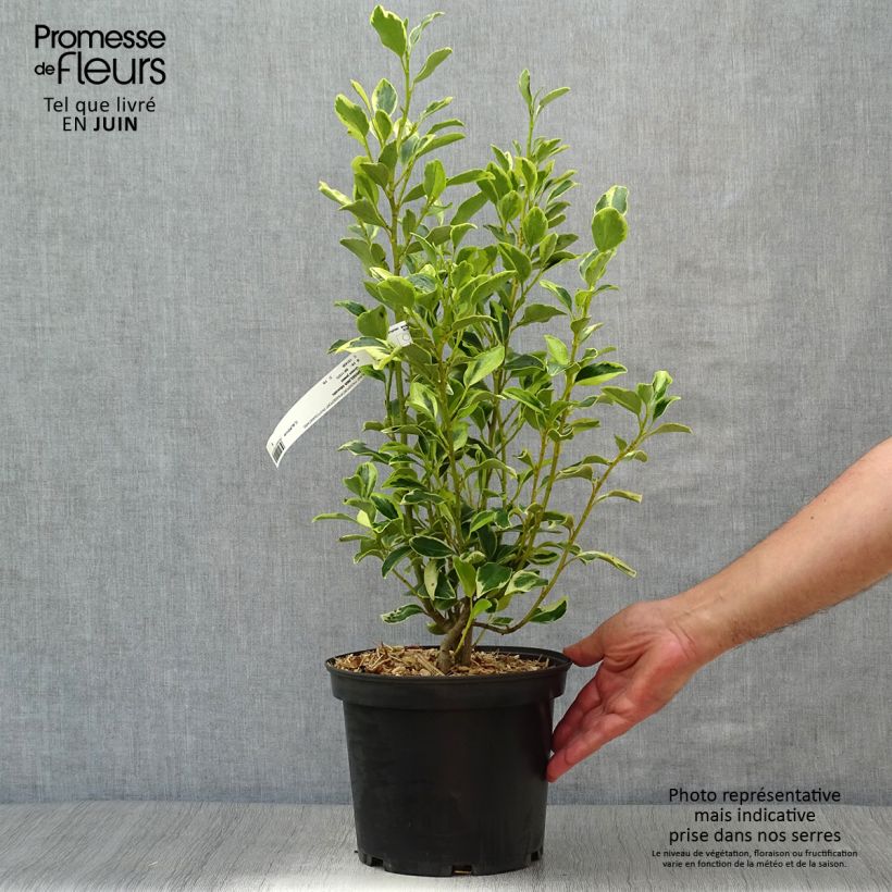 Exemplar von Griseline Green Jewel - Griselinia littoralis Topf mit 4L/5L wie im Sommer geliefert