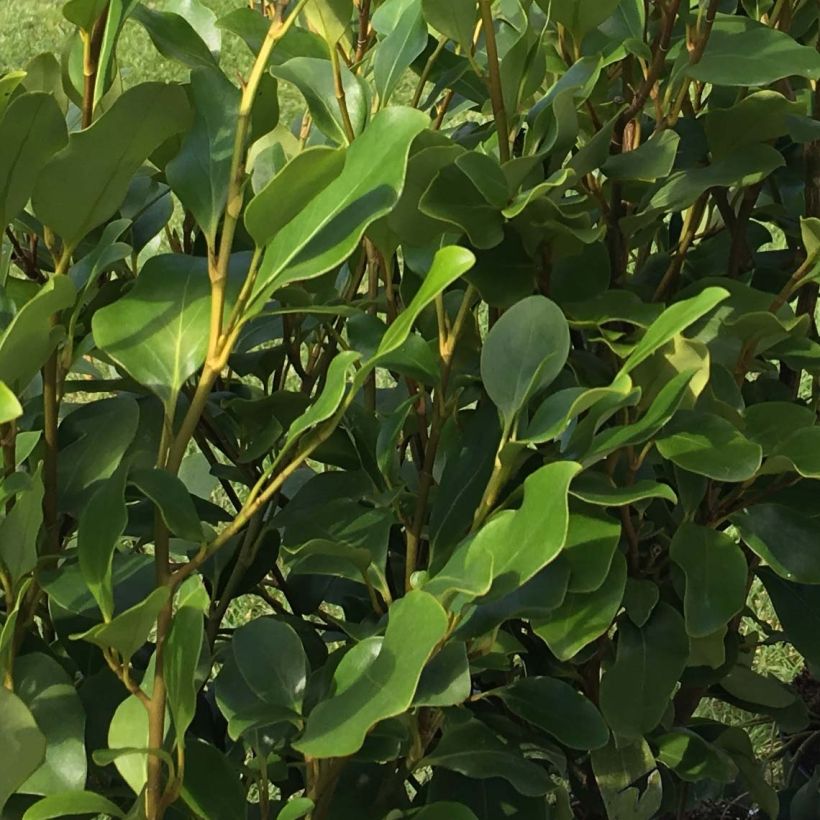 Griseline Redge - Griselinia littoralis (Laub)