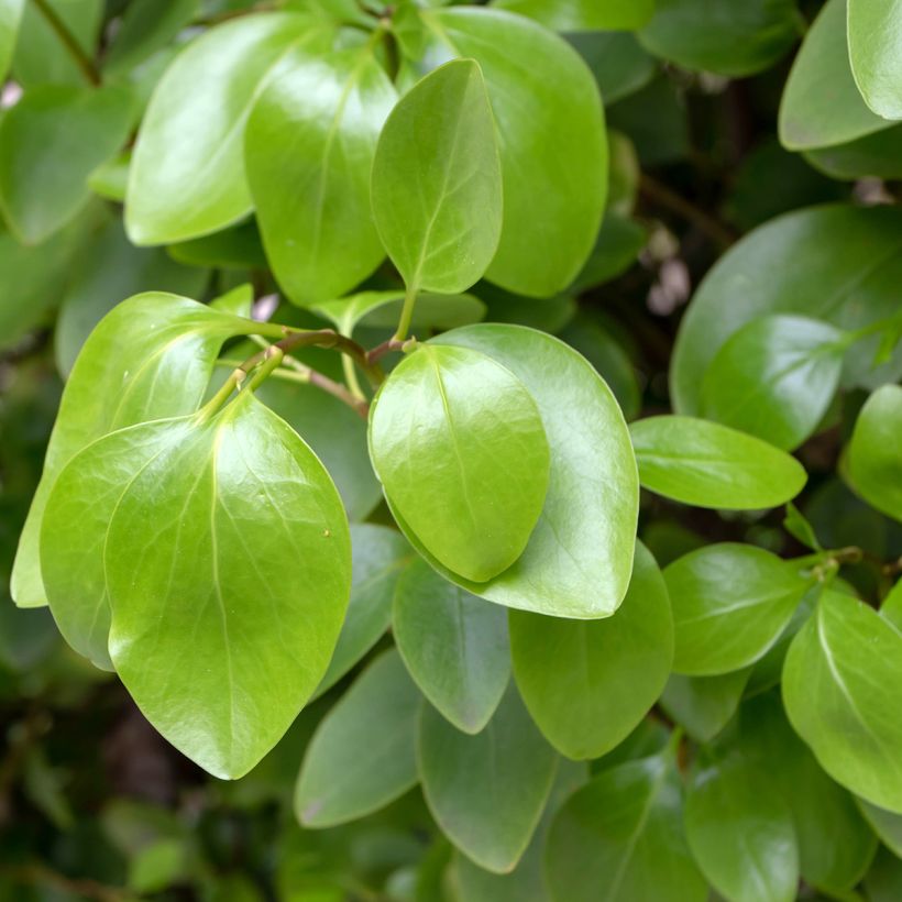 Griseline - Griselinia littoralis (Laub)