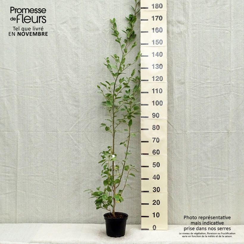 Exemplar von Griseline - Griselinia littoralis Topf mit 2L/3L wie im Herbst geliefert