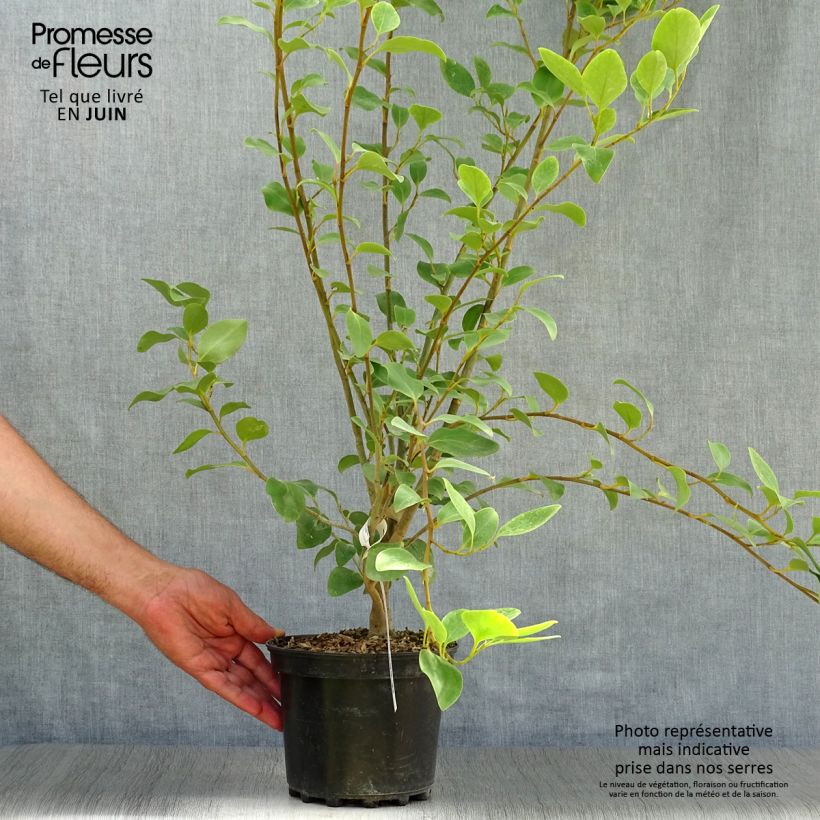 Exemplar von Griseline - Griselinia littoralis Topf mit 2L/3L wie im Sommer geliefert