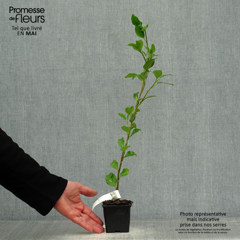 Exemplar von Griseline - Griselinia lucida Kleine Töpfe von 8/9 cm wie im Frühjahr geliefert