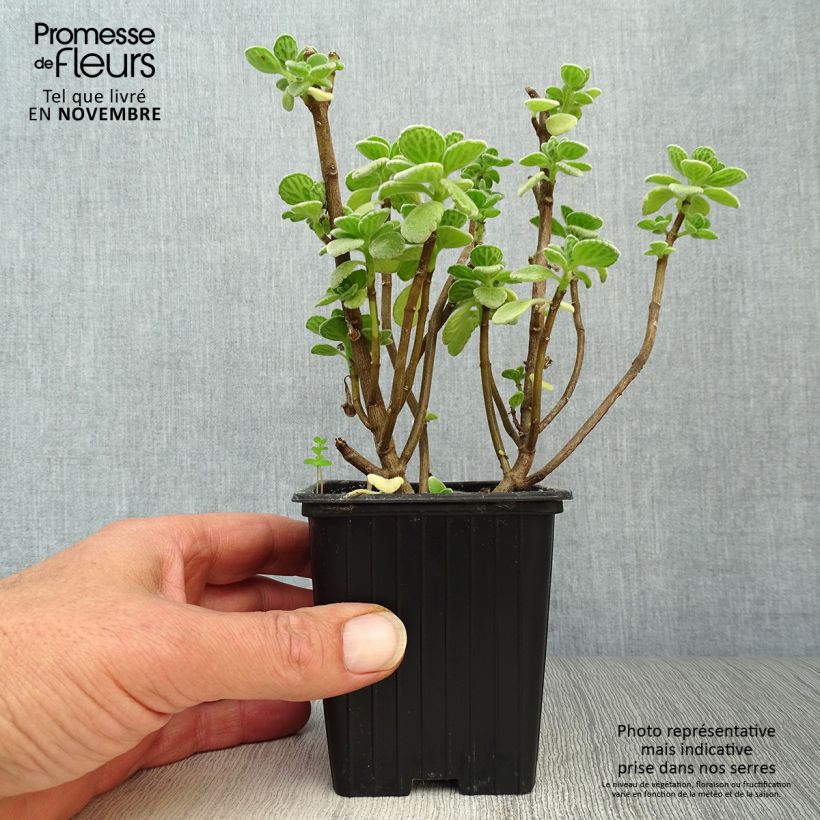 Exemplar von Mexikanischer Oregano - Plectranthus amboinicus Kleine Töpfe von 8/9 cm wie im Herbst geliefert