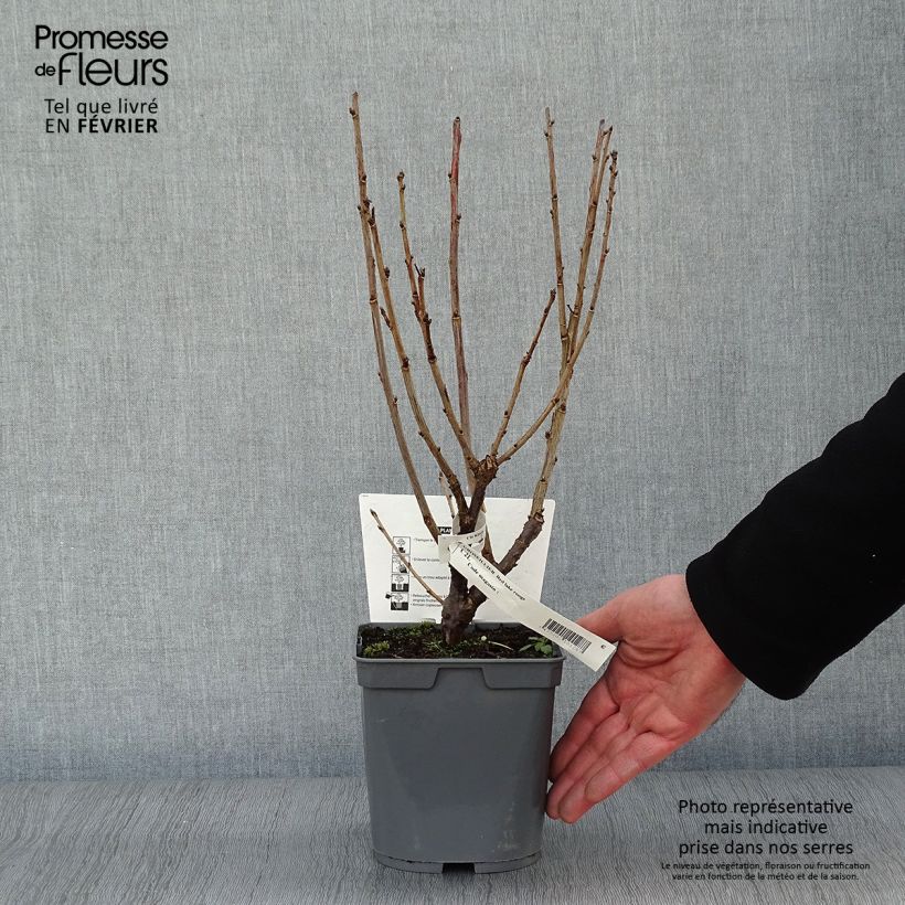 Exemplar von Rote Johannisbeere Red Lake Améliorée Topf mit 2L/3L, Strauch wie im Winter geliefert