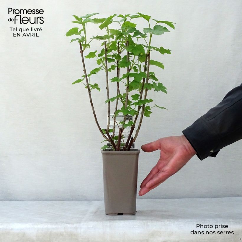 Exemplar von Rote Johannisbeere Gloire des Sablons Topf mit 1L/1,5L, Strauch wie im Frühjahr geliefert